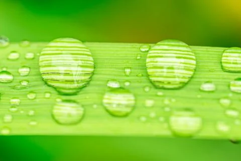 Macro closeup of Waterdrops on a Leaf Stock Photos