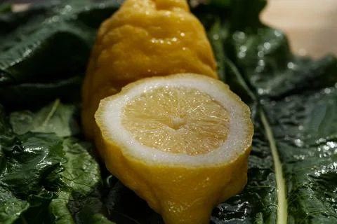 Macro closeup of wet lemon slice with glossy pulp, bright yellow rind, fresh cit Stock Photos