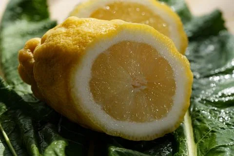 Macro closeup of wet lemon slice with glossy pulp, bright yellow rind, fresh cit Stock Photos