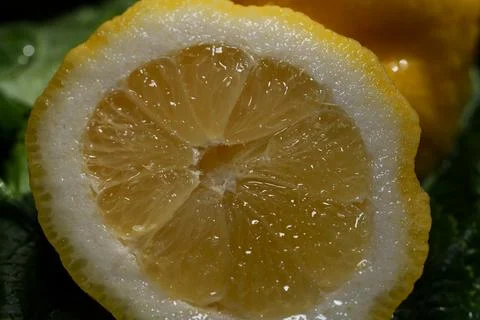 Macro closeup of wet lemon slice with glossy pulp, bright yellow rind, fresh cit Stock Photos