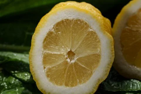 Macro closeup of wet lemon slice with glossy pulp, bright yellow rind, fresh cit Stock Photos
