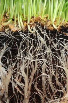 A macro closeup of wheat grass growing from the roots in the ground of dirt a Stock Photos