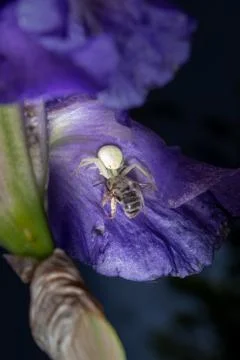 Macro Closeup of a white crab spider feasting on catched bee on blue Bearded Stock Photos