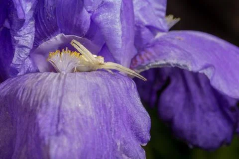 Macro Closeup of a white crab spider preying on insects on blue Bearded iris Stock Photos