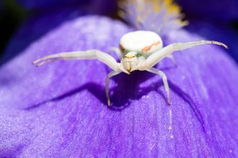 Macro Closeup of a white crab spider preying on insects on blue Bearded iris Stock Photos