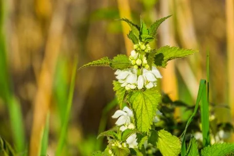 Macro closeup of a white dead nettle in bloom, common wild plant specie from  Stock Photos