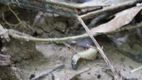 Macro closeup of white grub larva Stock Footage 319928080