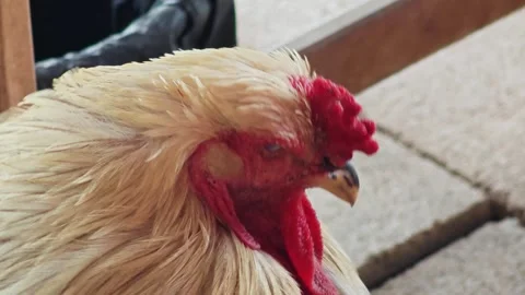 Macro Closeup of White Rooster Head with Red Comb. Stock Footage 340455217