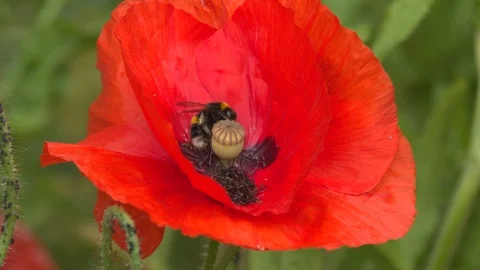 Macro closeup of a white-tailed bumble bee, Bombus lucorum, gathering pollen 스톡 동영상 121680104