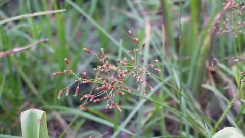 Macro closeup of wild grass flower in field 스톡 동영상 329402545