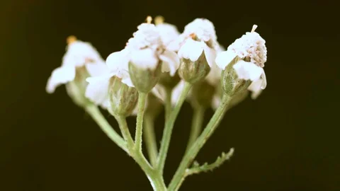Macro closeup of a yarrow flower (2) Video stock 129020628