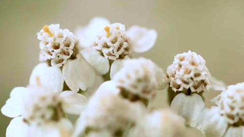Macro closeup of a yarrow flower (3) Video stock 129020631