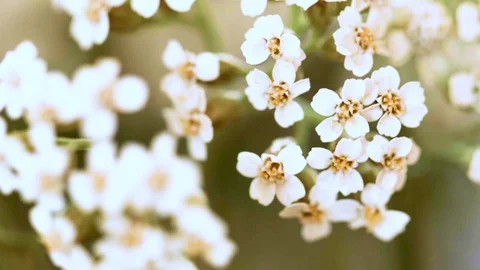 Macro closeup of a yarrow flower (4) Stock Footage 129020635
