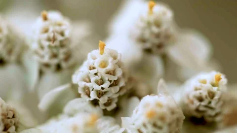Macro closeup of a yarrow flower (5) Video stock 129020745