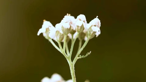 Macro closeup of a yarrow flower  Stock Footage 129020612