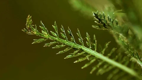 Macro closeup of a yarrow leaf (2) Video stock 129020690