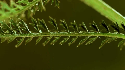 Macro closeup of a yarrow leaf Video stock 129020658