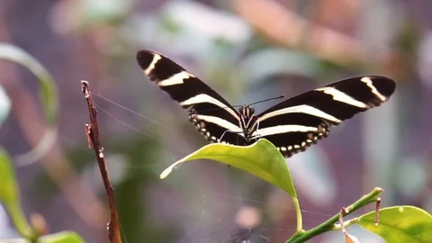 Macro closeup of a zebra longwing butterfly, tropical insect specie from Amer Stock Footage 127050137