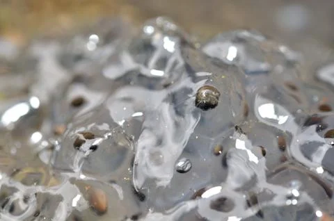 Macro closup view on frog eggs in water Stock Photos