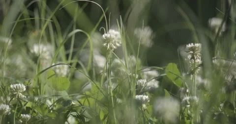 Macro of clover flowers in spring Stock Footage 247307463