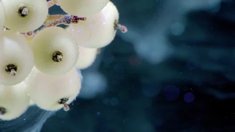 Macro cluster of pale translucent spherical pods against deep blue Stock Footage 339853661