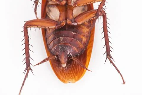 Macro of cockroach is dead shoot on white background Stock Photos