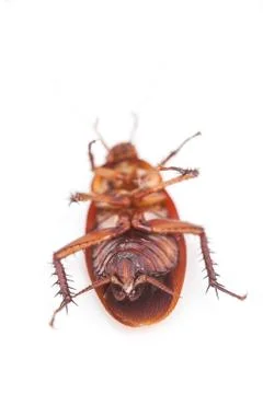Macro of cockroach is dead shoot on white background Stock Photos