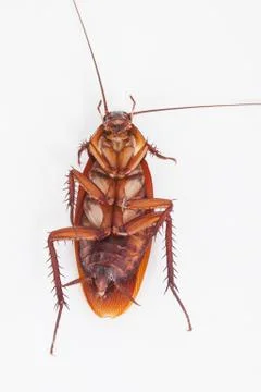 Macro of cockroach is dead shoot on white background Stock Photos