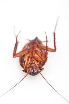 Macro of cockroach is dead shoot on white background Stock Photos