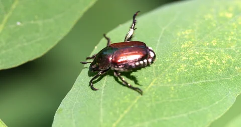Macro - Cockroach on a leaf in the forest Vídeos de archivo 344696085