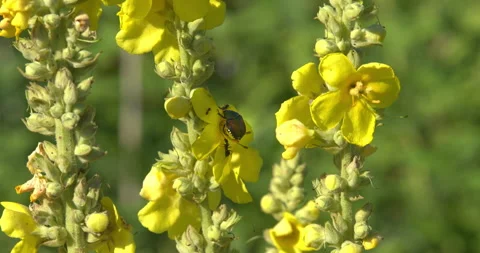 Macro - Cockroach on some yellow flowers Stock Footage 339099869