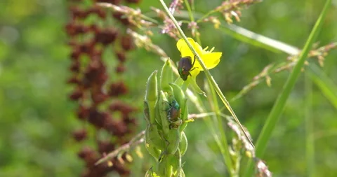 Macro - Cockroaches on a yellow flower Stock Footage 339101828