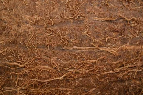 Macro Coconut Texture Coco Nut Surface Stock Photos