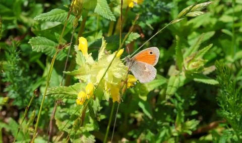 Macro of a coenonympha pamphilus small heath butterfly on a yellow-rattle Photos