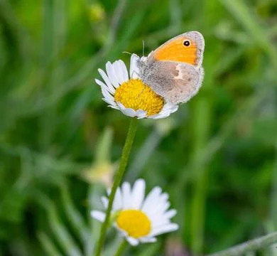 Macro of a coenonympha pamphilus small heath butterfly on a daisy blossom Fotos Stock