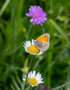 Macro of a coenonympha pamphilus small heath butterfly on a daisy blossom Stock-Fotos