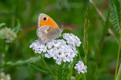 Macro of a coenonympha pamphilus small heath butterfly on a yarrow blossom 库存照片