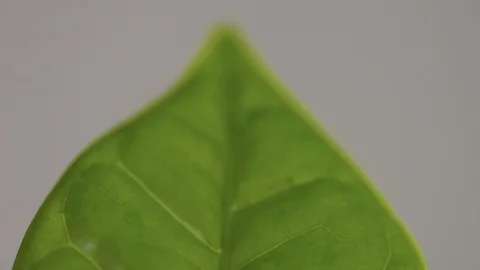 Macro of coffee arabic young leaves transparent with contour light. Macro of Stock Footage 128301747