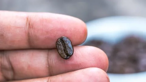 Macro of coffee seed on hand Stock Photos