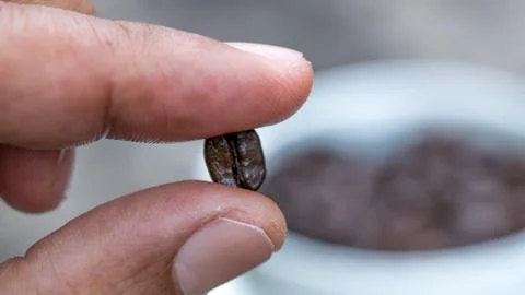 Macro of coffee seed on hand Stock Photos