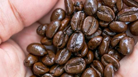 Macro of coffee seed on hand Stock Photos