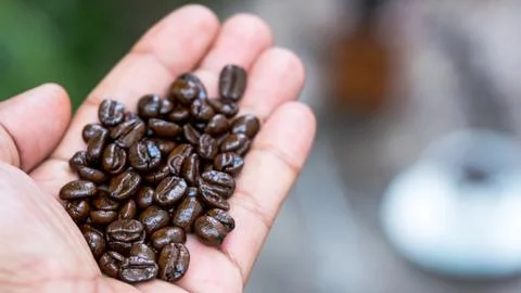Macro of coffee seed on hand Stock Photos