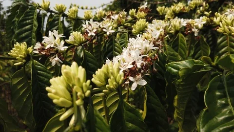 Macro coffee white flowers tree bush bloom green branches pattern dolly Stock Footage 107139322