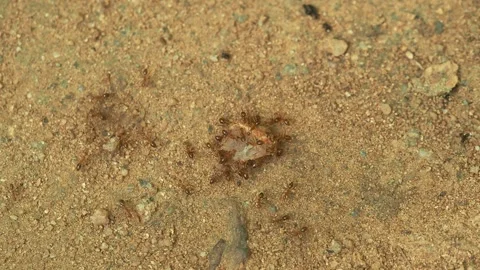 Macro colony of tropical fire ants feeding on fallen fruit on sandy ground 库存影片 334518634