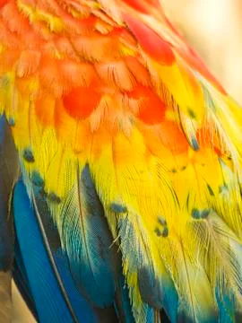 Macro of colored parrot ara wing Stock Photos