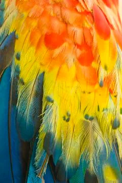 Macro of colored parrot ara wing Stock Photos