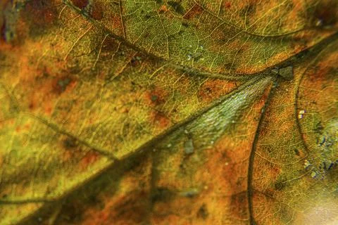 Macro of a colorful fall leaf. Stock Photos