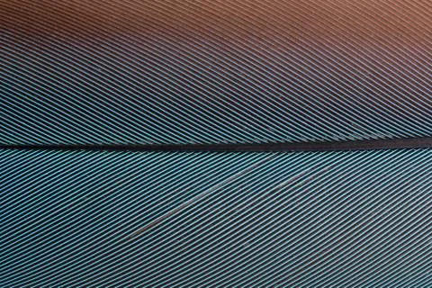 Macro colorful feather pattern Stock Photos