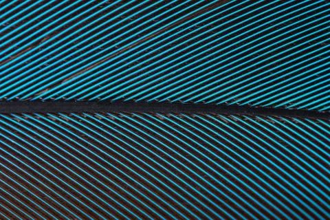 Macro colorful feather pattern Stock Photos