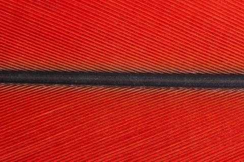 Macro colorful feather pattern Stock Photos